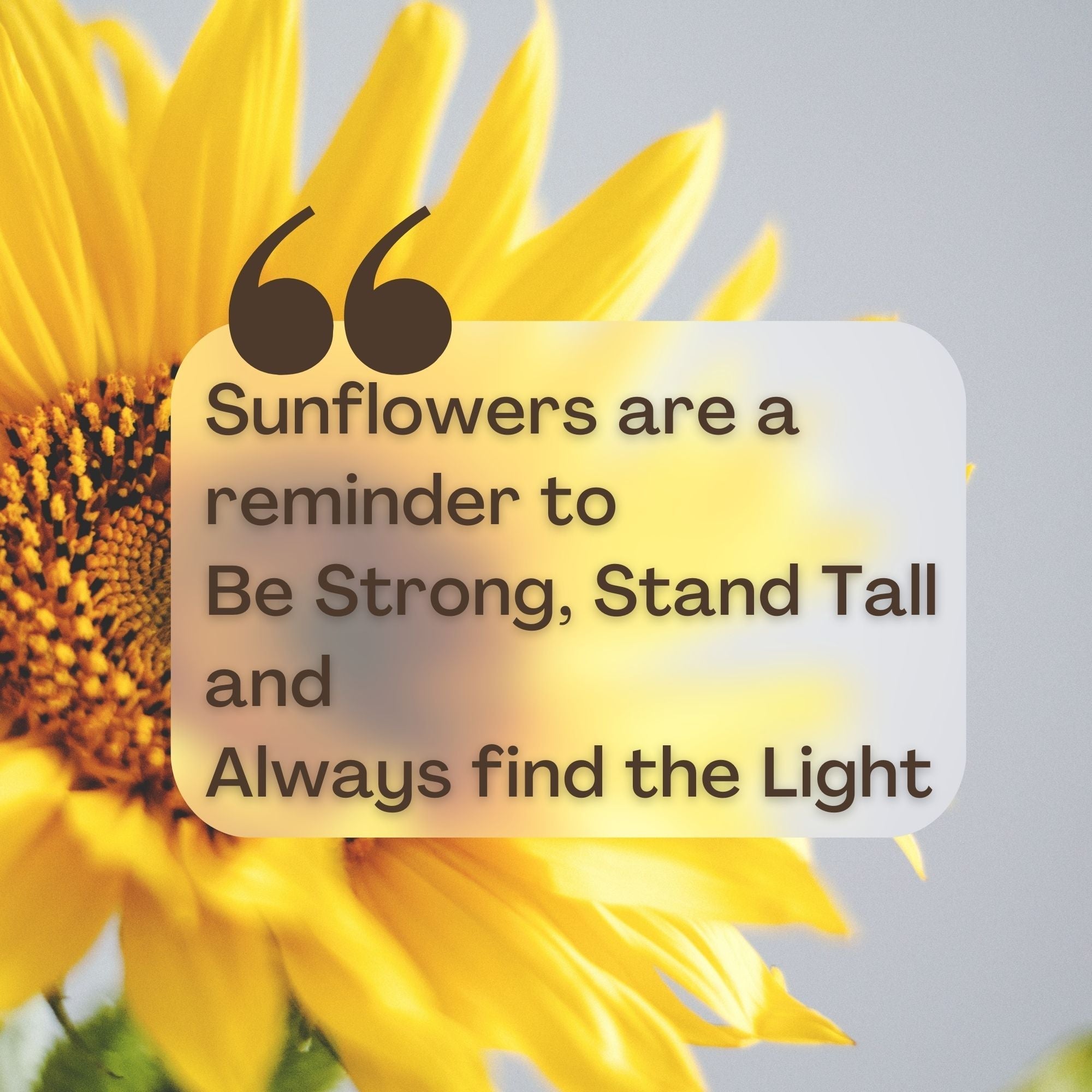 sunflower quote find the light